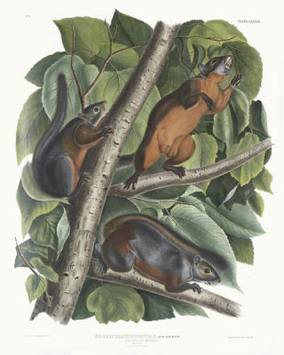 John James Audubon - Sciurus feruginiventris, Red-bellied Squirrel. Natural size. Male, female and young