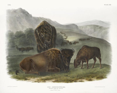 John James Audubon - Bos Americanus, American Bison. 1. Female, 2. Young, 3. Male,  ca. 1845