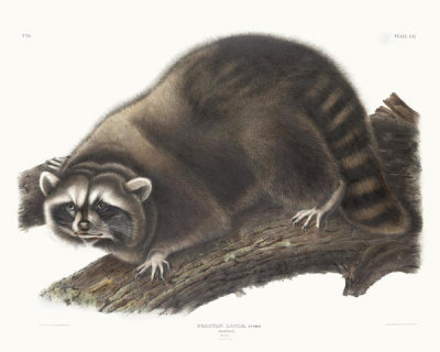 John James Audubon - Procyon lotor, Raccoon. Male