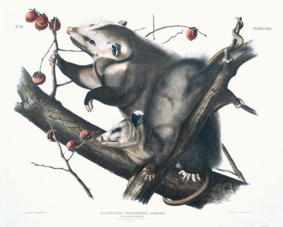 John James Audubon - Didelphis Virginiana, Virginian Opossum. Female & young male