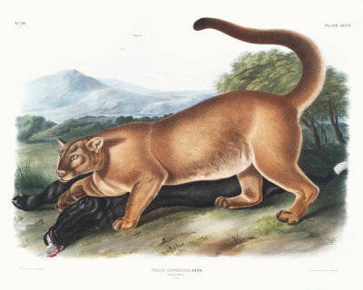 John Woodhouse Audubon - Felis concolor, The Cougar. Male
