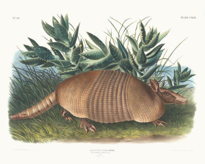 John Woodhouse Audubon - Dasypus Peba, Nine-banded Armadillo. Male