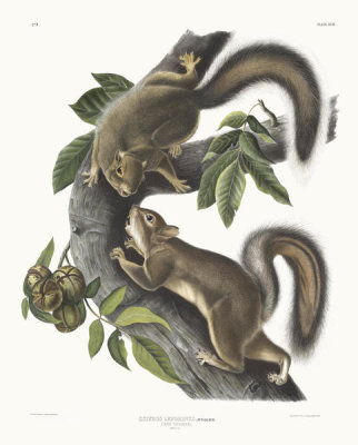 John James Audubon - Sciurus leporinus, Hare Squirrel