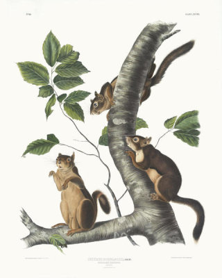 John James Audubon - Sciurus Douglassii, Douglass's Squirrel