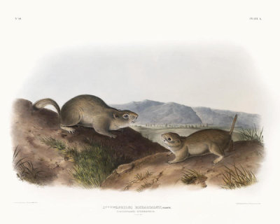 John James Audubon - Spermophilus Richardsonii, Richardson's Spermophile