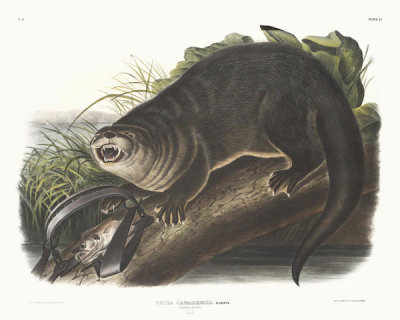 John James Audubon - Caught in a trap: Lutra Canadensis, Canada Otter