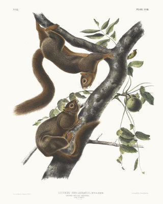 John James Audubon - Sciurus sub-auratus, Orange-bellied Squirrel