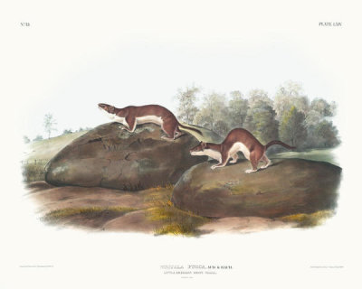 John James Audubon - Mustela fusca , Little American Brown Weasel