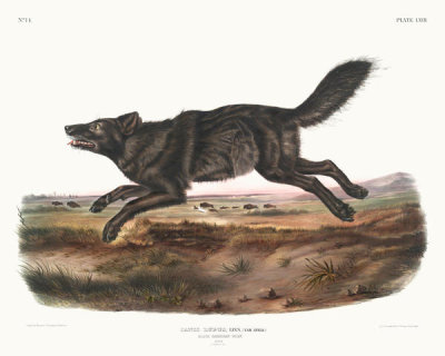 John James Audubon - Canis lupus, Black American Wolf