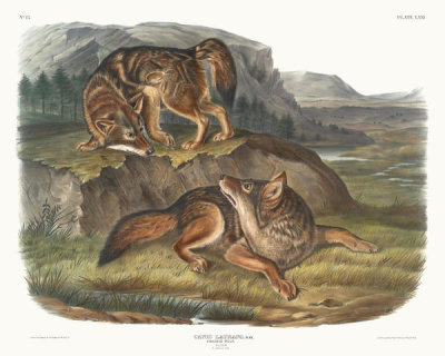 John James Audubon - Canis latrans, Prairie Wolf