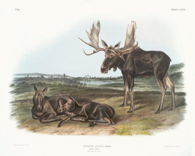 John James Audubon - Servus alces, Moose Deer