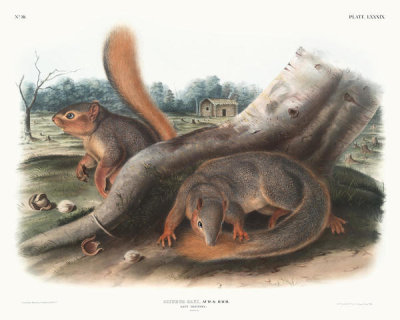 John James Audubon - Sciurus Sayi, Say's Squirrel