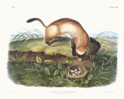 John Woodhouse Audubon - Putorius nigripes, Black-footed Ferret