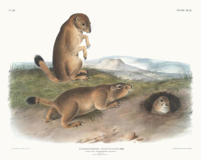 John James Audubon - Spermophilus ludovicianus, Prairie Dog-Prairie Marmot Squirrel