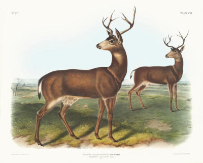 John James Audubon - Cervus Richardsonii, Columbian Black-tailed Deer