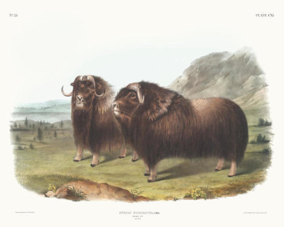 John Woodhouse Audubon - Ovibos moschatus, Musk Ox