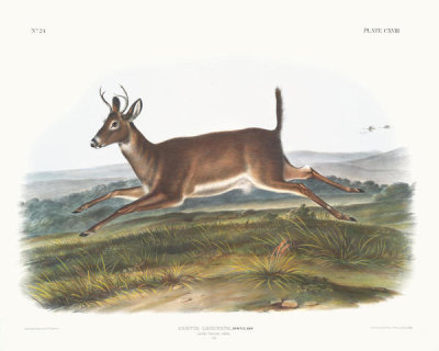 John Woodhouse Audubon - Cervus leucurus, Long-tailed Deer