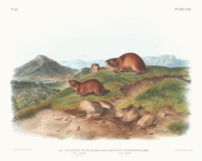 John James Audubon - Fig. 1. Georychus helvolus, Tawny Lemming. Natural size ; Fig. 2. Georychus trimucronatus, Back's Lemming