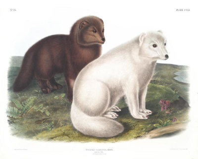 John Woodhouse Audubon - Vulpes lagopus, Arctic Fox. Winter & Summer pelage