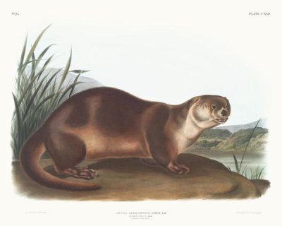 John Woodhouse Audubon - Lutra Canadensis, Canada Otter