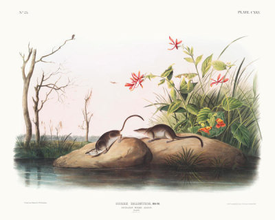 John Woodhouse Audubon - Sorex palustris, American Marsh Shrew. Males