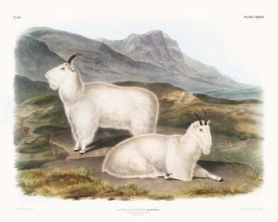 John Woodhouse Audubon - Capra Americana, Rocky Mountain Goat