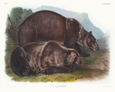 John Woodhouse Audubon - Ursus ferox, Grizzly Bear. Males