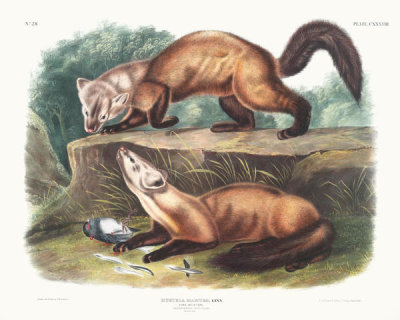 John Woodhouse Audubon - Mustela martes, Pine Marten. Male & female. Winter pelage