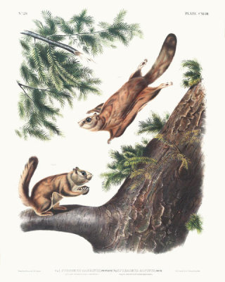 John Woodhouse Audubon - 1. Pteromys sabrinus, Severn River Flying Squirrel; 2. Pteromys alpinus, Rocky Mountain Squirrel