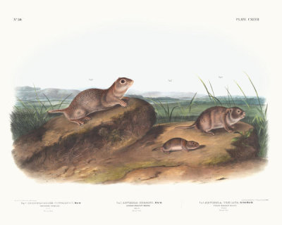 John Woodhouse Audubon - 1. Spermophilus Townsendii, American Souslik. Male. Natural size; 2. Arvicola Oregoni, Oregon Meadow-Mouse. Male. Natural size; 3. Arvicola Texiana, T