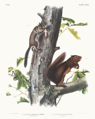 John Woodhouse Audubon - 1. Sciurus Fremonsii, Fremont's Squirrel. Natural size; 2. Sciurus fuliginosus, Sooty Squirrel