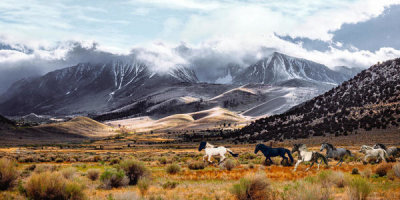 Pangea Images - Wild Horses, Mono Lake Natural Reserve, California