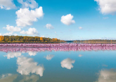 Pangea Images - Flamingos Reflection, Camargue, France
