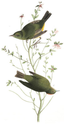 John James Audubon - Orange-crowned Swamp-Warbler