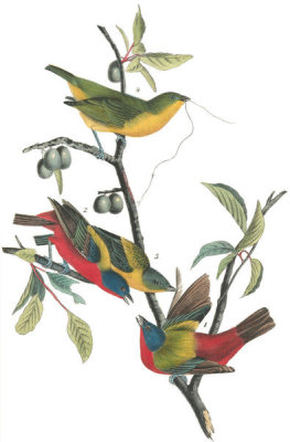 John James Audubon - Painted Bunting