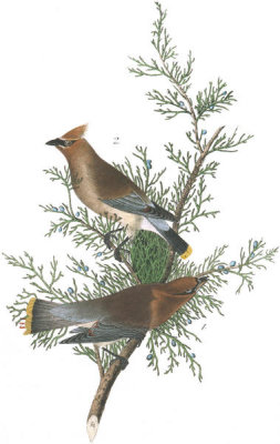 John James Audubon - Cedar Wax-wing