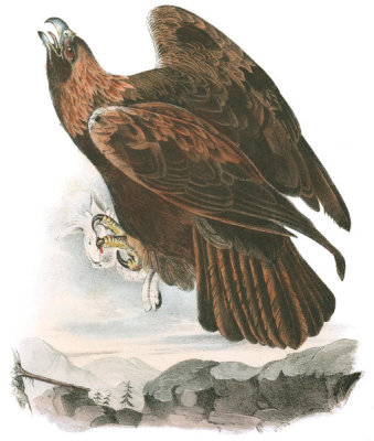 John James Audubon - Golden Eagle