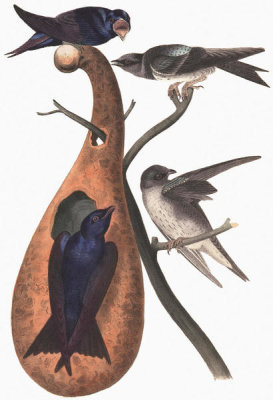 John James Audubon - Purple Martin (Calabash)