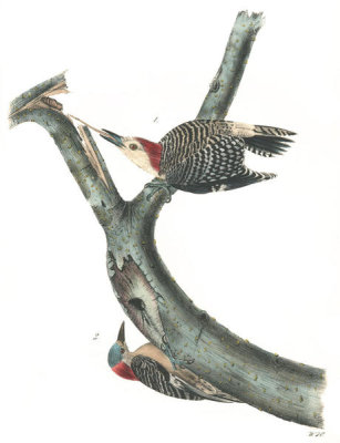John James Audubon - Red-bellied Woodpecker