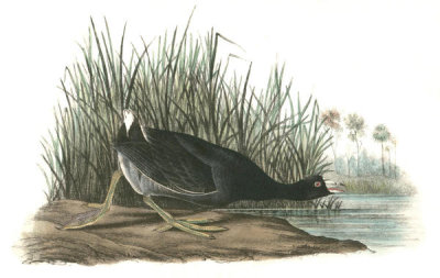 John James Audubon - American Coot