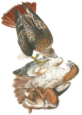 John James Audubon - Red-tailed Buzzard (Red-Tailed Hawk)