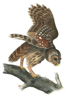 John James Audubon - Barred Owl