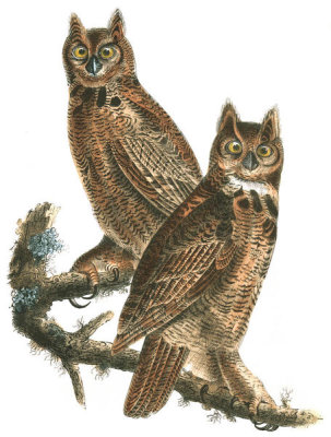 John James Audubon - Great Horned Owl