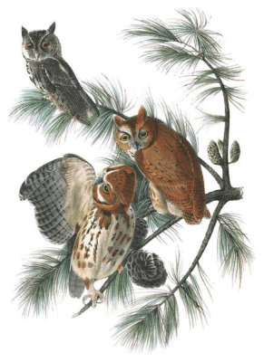 John James Audubon - Little Screech Owl (Eastern Screech Owl)