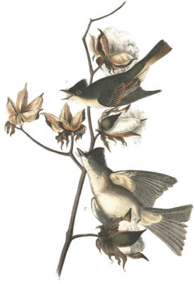 John James Audubon - Pewee Flycatcher (Phoebe)