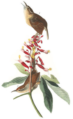 John James Audubon - Great Carolina Wren