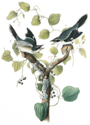 John James Audubon - Loggerhead Shrike