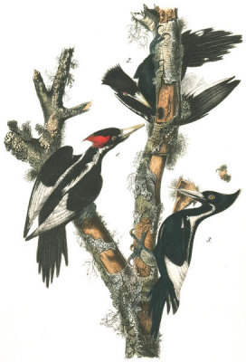 John James Audubon - Ivory-billed Woodpecker