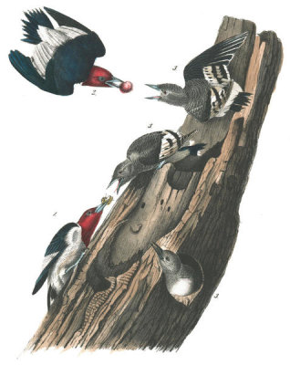 John James Audubon - Red-headed Woodpecker