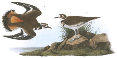 John James Audubon - Killdeer Plover